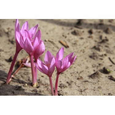 Colchicum pannonicum Colchicum pannonicum