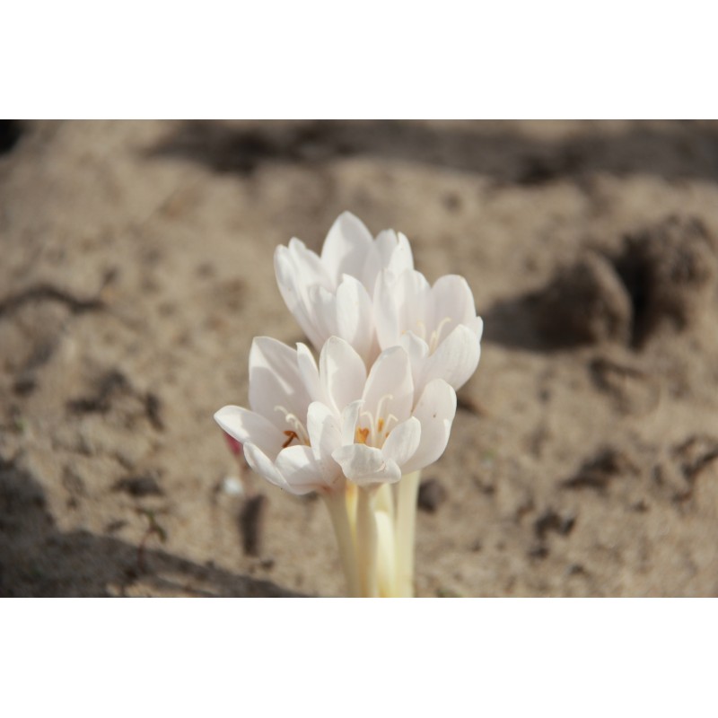 Colchicum autumnale 'Album' Colchicum autumnale 'Album'