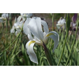 Iris hoogiana 'Alba'