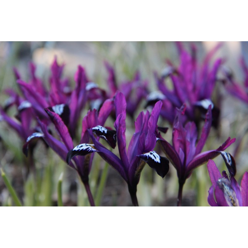Iris reticulata 'Pauline' Iris reticulata 'Pauline'