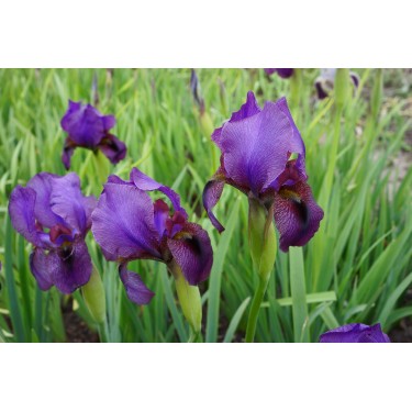 Iris RC 'Werckmeister Beauty' Iris RC 'Werckmeister Beauty'