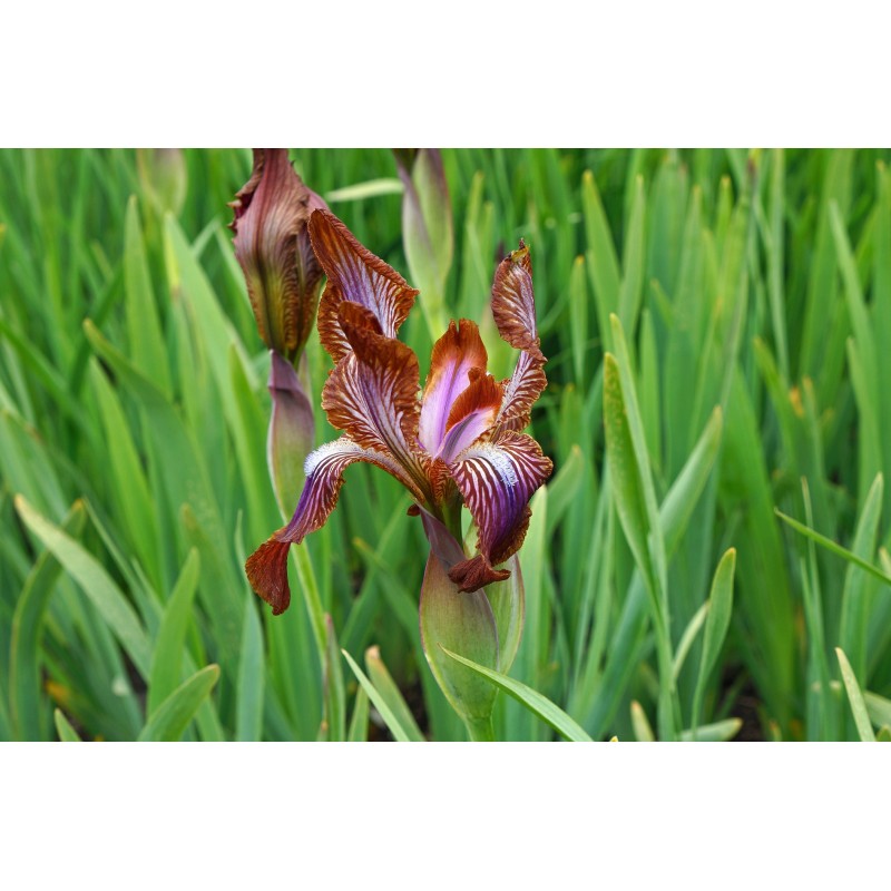 Iris stolonifera 'Network' Iris stolonifera 'Network'