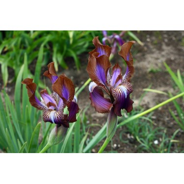 Iris stolonifera 'Sina Dark'
