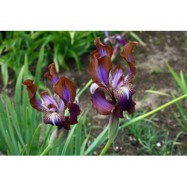 Iris stolonifera 'Sina Dark'