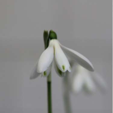 Galanthus 'Angelique'