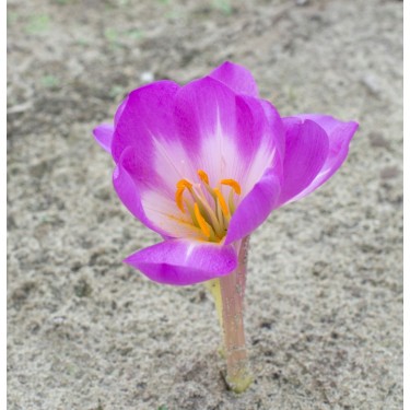 Colchicum 'Dick Trotter'
