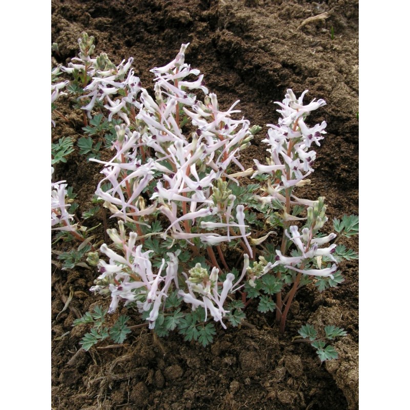 Corydalis henrikii
