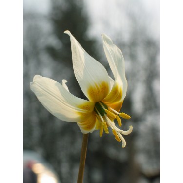 Erythronicum causasicum Erythronicum causasicum
