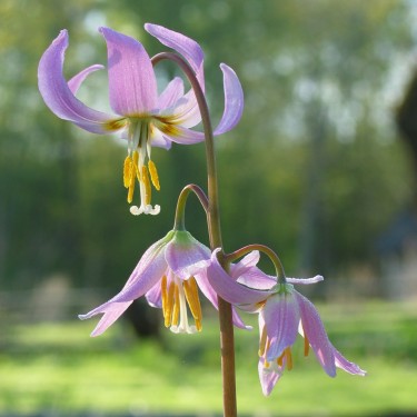 Erythronium revolutum 'Kinfauns Pink'