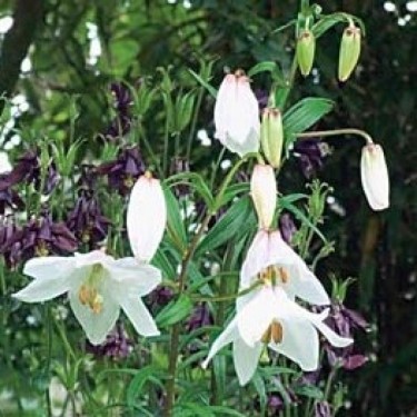 Lilium mackliniae