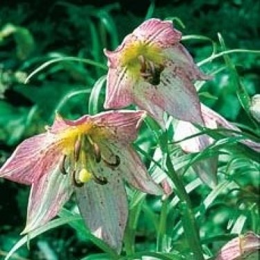 Lilium oxypetalum var. insigne