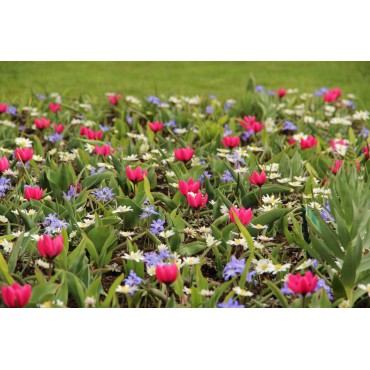Tulipa humilis ‘Violacea Black Base’