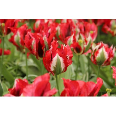 Tulipa 'Esperanto' Tulipa 'Esperanto'