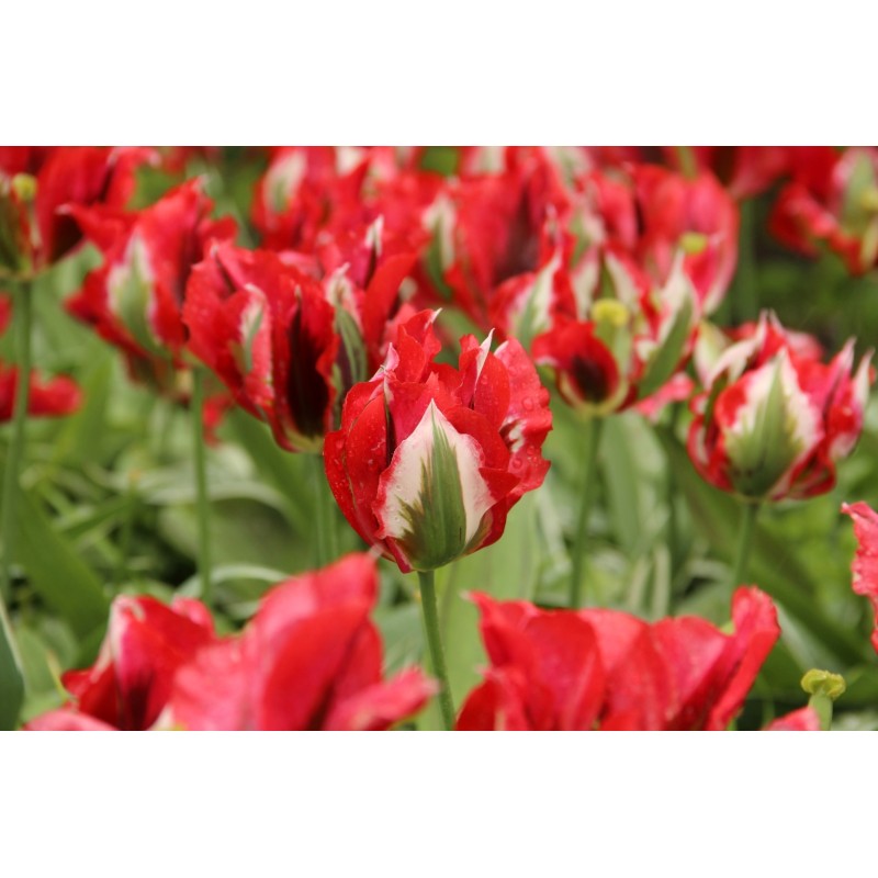 Tulipa 'Esperanto' Tulipa 'Esperanto'