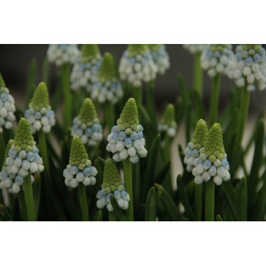 Muscari armeniacum ‘Manon’ Muscari armeniacum ‘Manon’