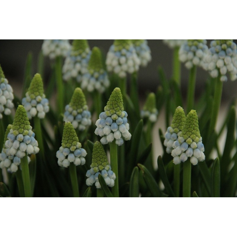 Muscari armeniacum ‘Manon’ Muscari armeniacum ‘Manon’