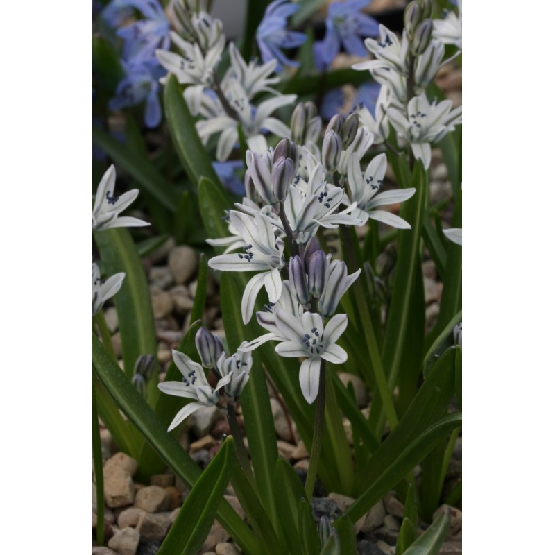 Scilla puschkinioides Scilla puschkinioides