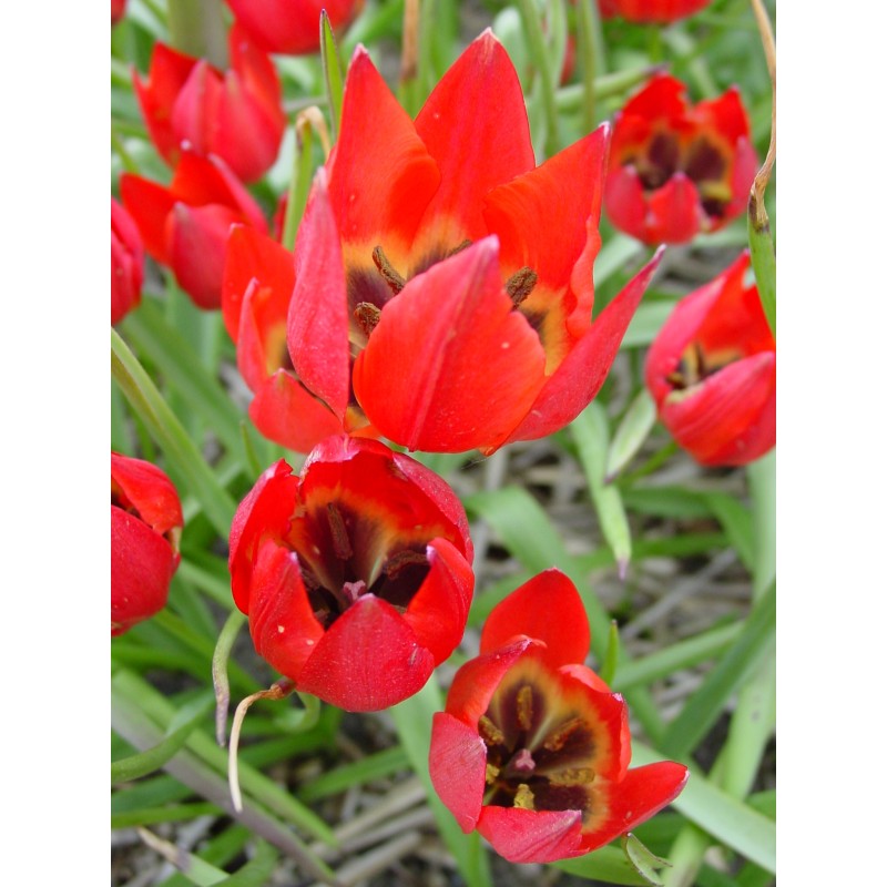 Tulipa hageri Tulipa hageri