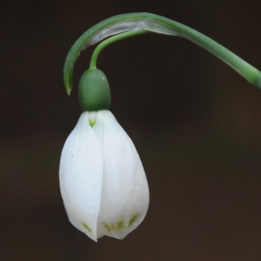 Galanthus 'Jonathan'