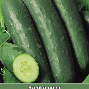 Komkommer, Cucumis sativus Sonja Komkommer, Cucumis sativus Sonja
