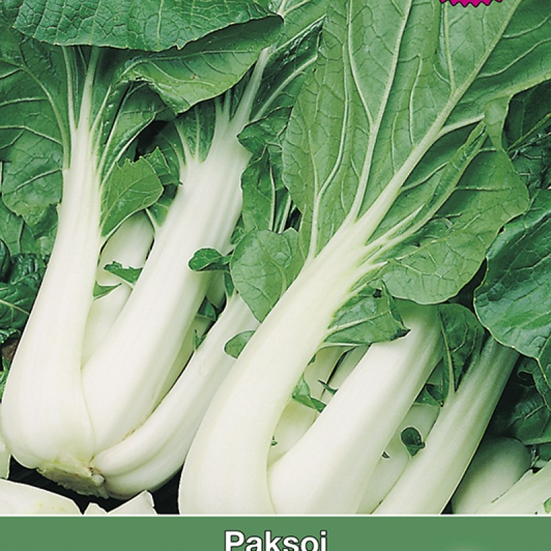 Paksoi, Brassica chinensis Win Choi F1 Paksoi, Brassica chinensis Win Choi F1