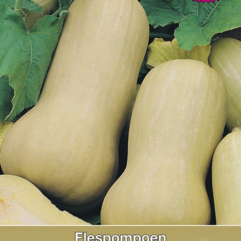 Flespompoen, Cucurbita moschata Butterscotch F1 Flespompoen, Cucurbita moschata Butterscotch F1