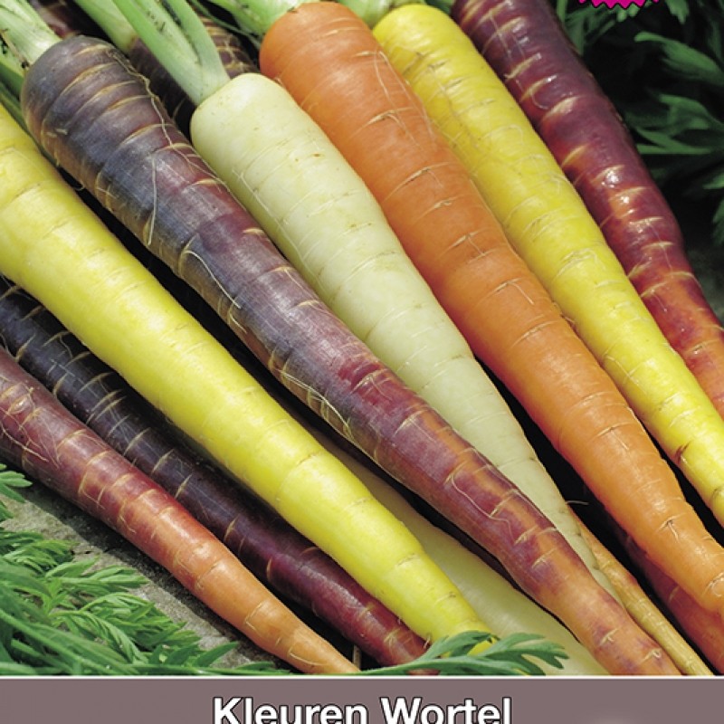 Kleuren Wortel, Daucus carota Regenboog Mengsel F1 Kleuren Wortel, Daucus carota Regenboog Mengsel F1