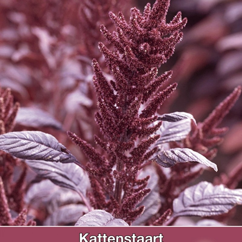 Amaranthus Velvet Curtains (Kattenstaart) Amaranthus Velvet Curtains (Kattenstaart)