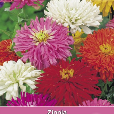 Zinnia elegans Cactus Mix