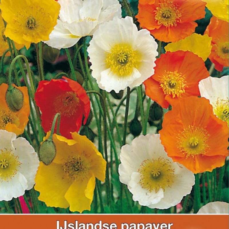 Papaver nudicaule 'Kelmscott's Giants' Papaver nudicaule 'Kelmscott's Giants'