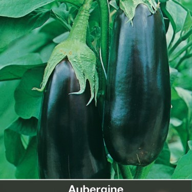 Aubergine Bonica F1 Aubergine Bonica F1