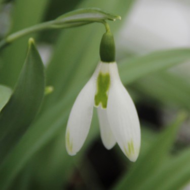 Galanthus 'Daphne's Scissors'