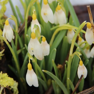 Galanthus 'Sandersii'