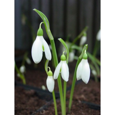 Galanthus reginae-olgae Galanthus reginae-olgae