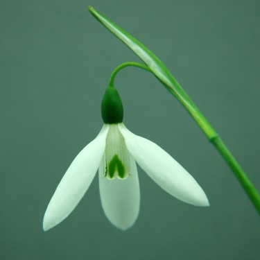 Galanthus 'Donald Sims Early'