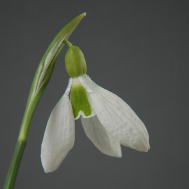 Galanthus 'Yaffle'