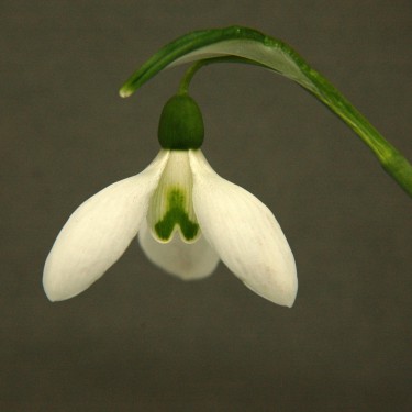 Galanthus 'Galadriel'