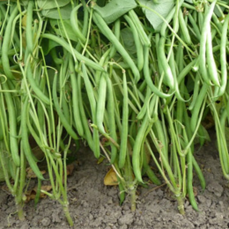 Stamslaboon Phaseolus vulgaris 'Domino' Stamslaboon Phaseolus vulgaris 'Domino'