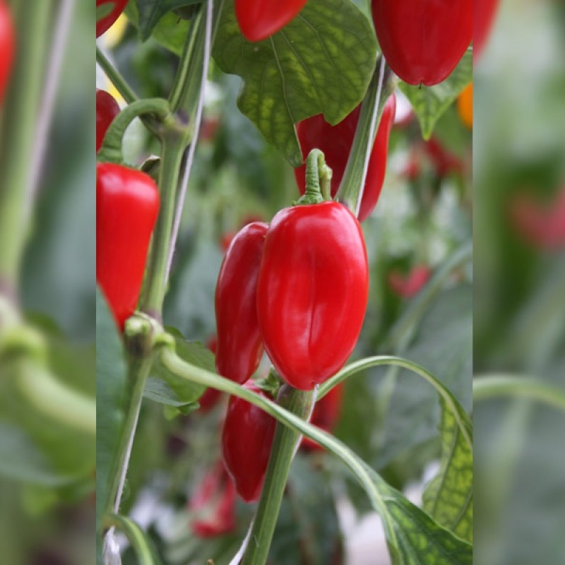 Snackpaprika Capsicum annuum 'Arwen' Snackpaprika Capsicum annuum 'Arwen'