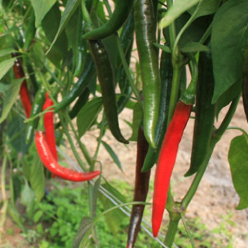 Peper Capsicum annuum 'Westlandse Lange Rode' Peper Capsicum annuum 'Westlandse Lange Rode'