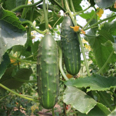 Komkommer Cucumis sativus 'Marketmore'