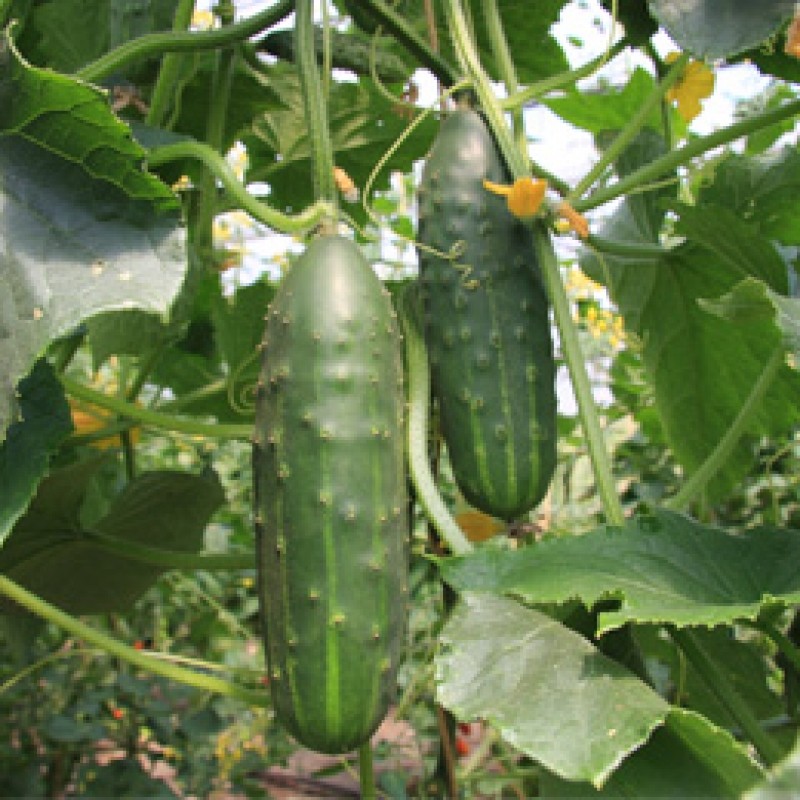 Komkommer Cucumis sativus 'Marketmore'