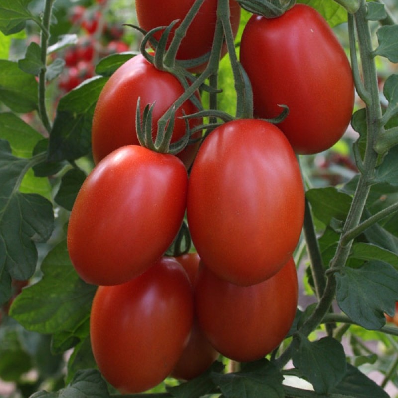 Tomaat Solanum lycopersicum 'Bolstar Sensatica F1' Tomaat Solanum lycopersicum 'Bolstar Sensatica F1'
