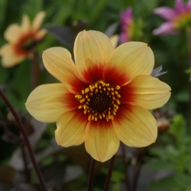 Dahlia 'Sunshine' Dahlia 'Sunshine'