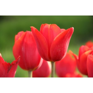 Tulipa 'Admiraal Tromp'