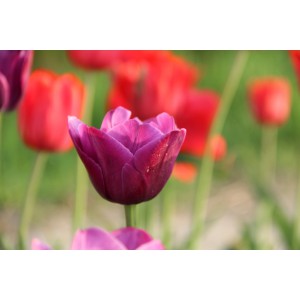 Tulipa 'Aesculapius'