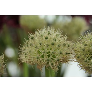 Allium backhousianum 'Green Graze'