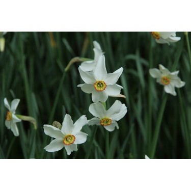 Narcissus poeticus 'Actaea' Narcissus poeticus 'Actaea'