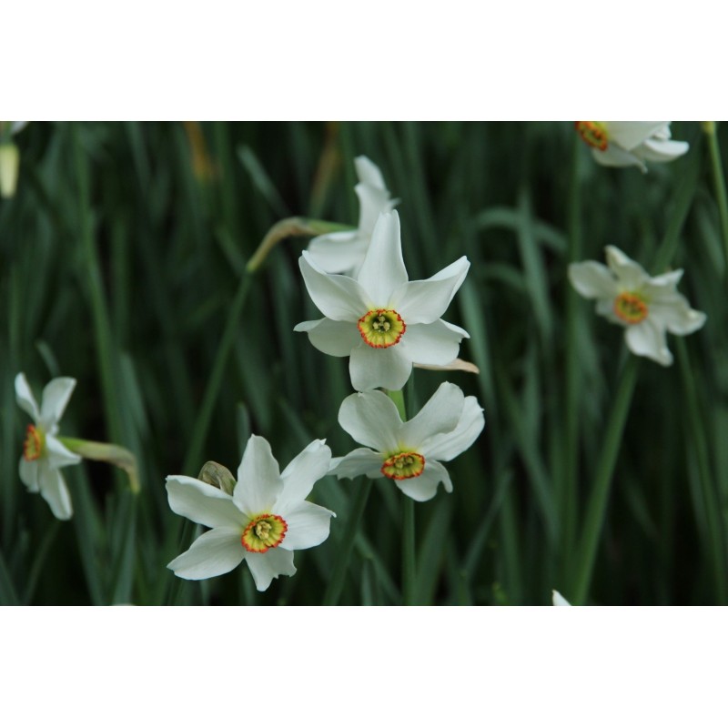 Narcissus poeticus 'Actaea' Narcissus poeticus 'Actaea'
