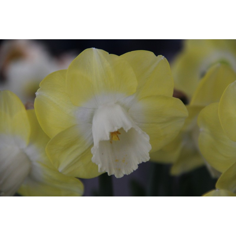 Narcissus 'Avalon' Narcissus 'Avalon'